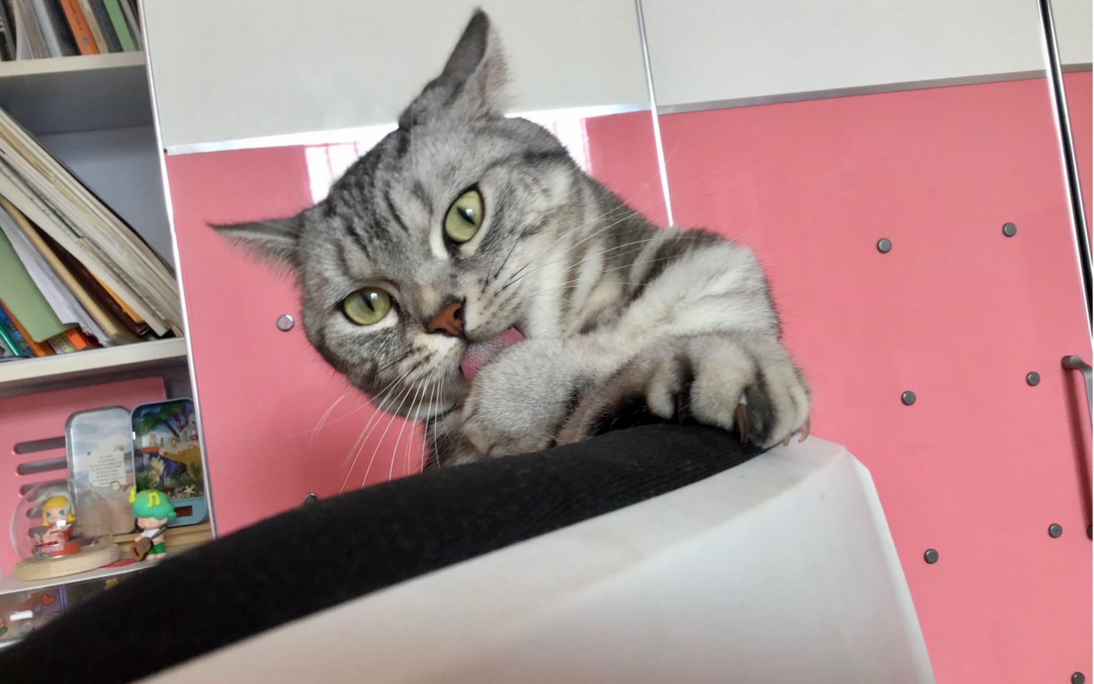 连飘里都会觉得kiyo的邻家猫