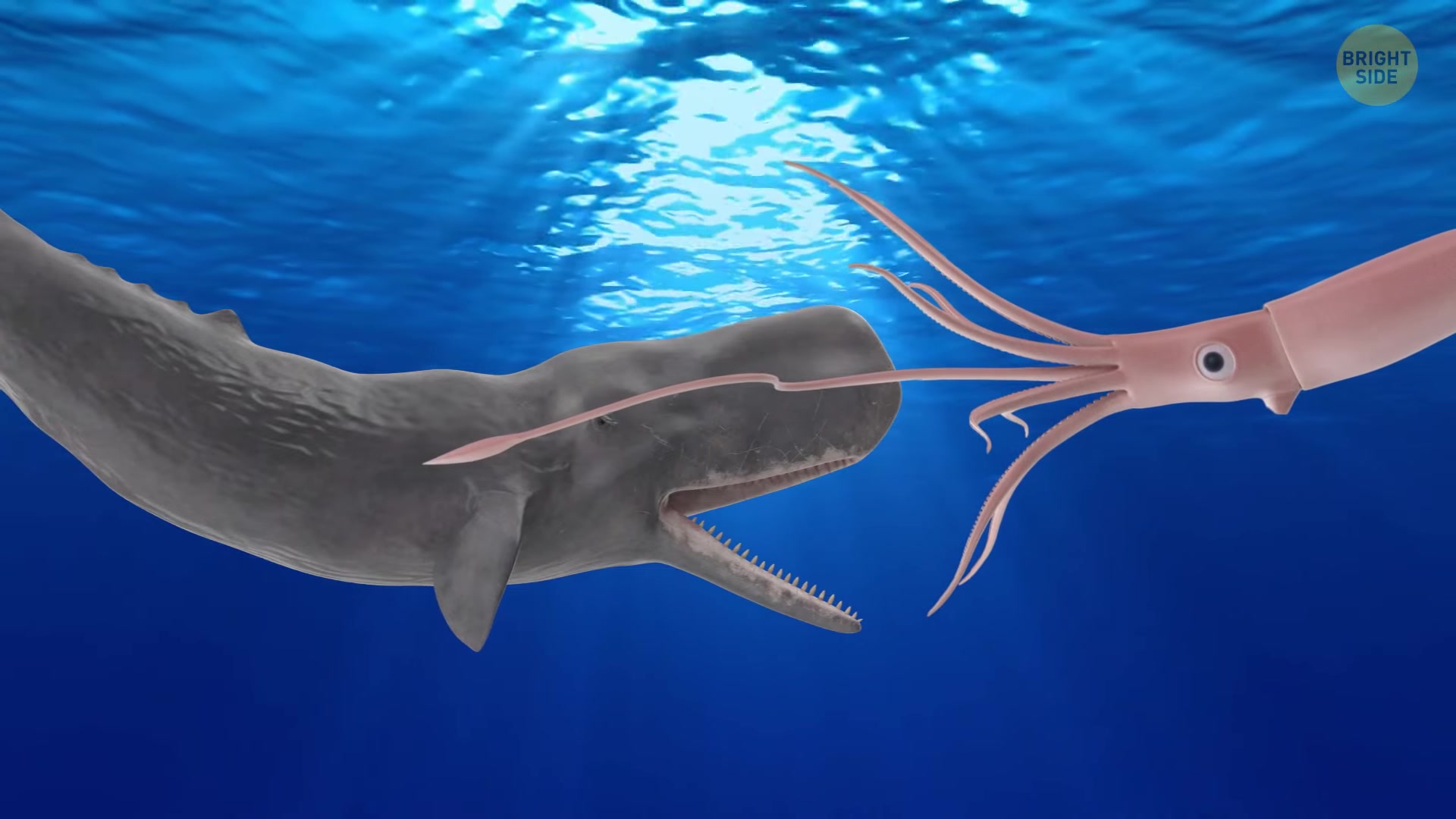giant squid is bigger and more powerful than we thought 2024-02