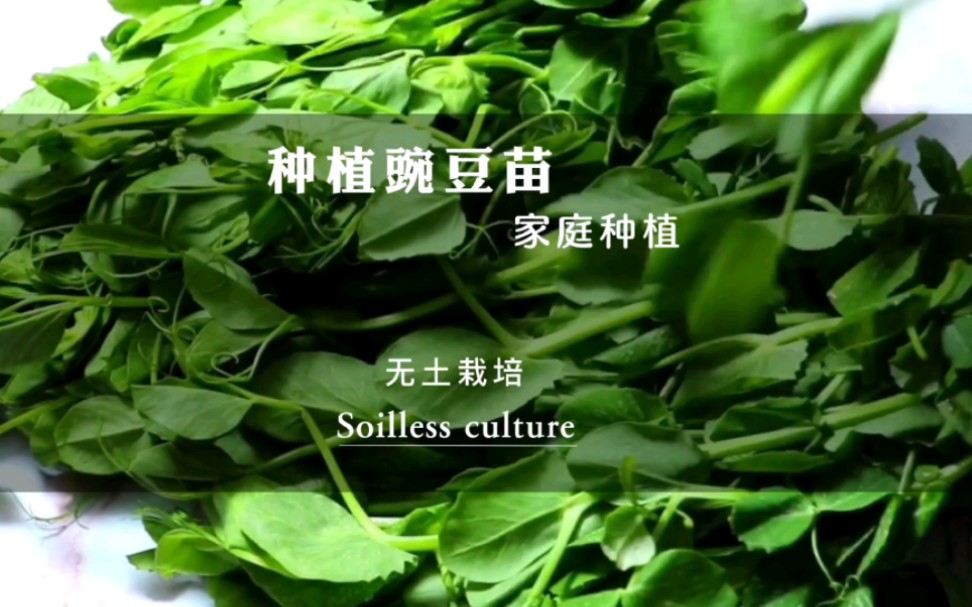 种植豌豆苗哔哩哔哩bilibili