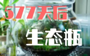 下载视频: 【回顾篇】577天后的生态瓶，观察打理和享受