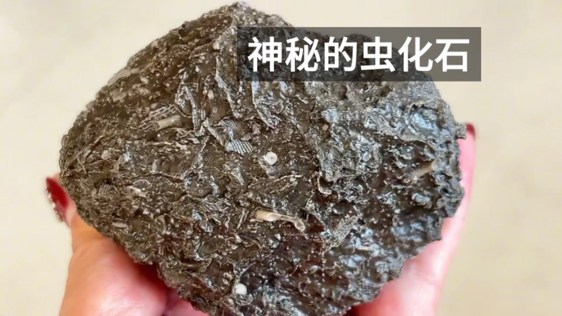 神秘的虫化石闪耀着光芒,来一起看看