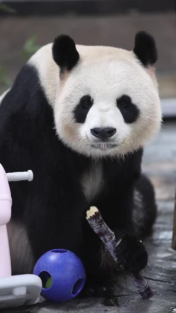 2019春晚看我的 大年三十熊猫公主吃甘蔗寓意猪年节节高熊猫_哔哩哔哩