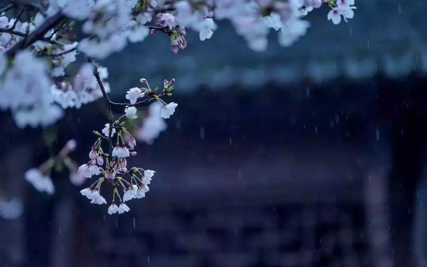 [图]《一剪梅·雨打梨花深闭门》唐寅——晓看天色暮看云，行也思君，坐也思君