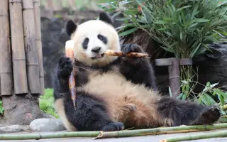 大熊猫宝宝喜豆 搜索结果 哔哩哔哩 Bilibili