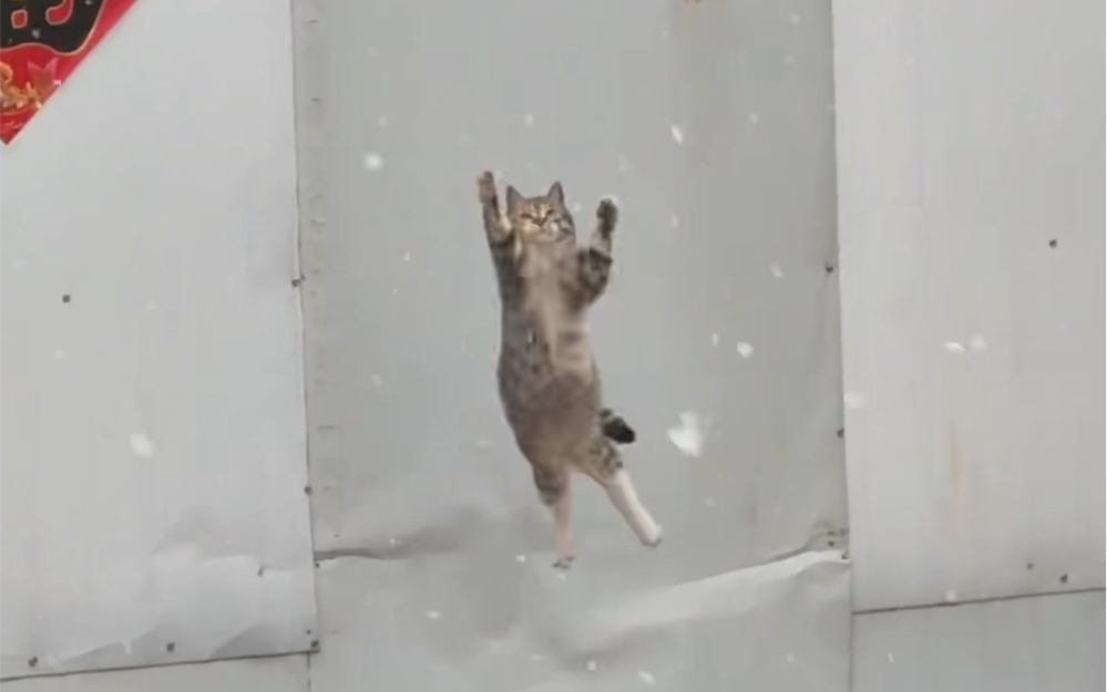 [图]冬天里玩雪的小猫