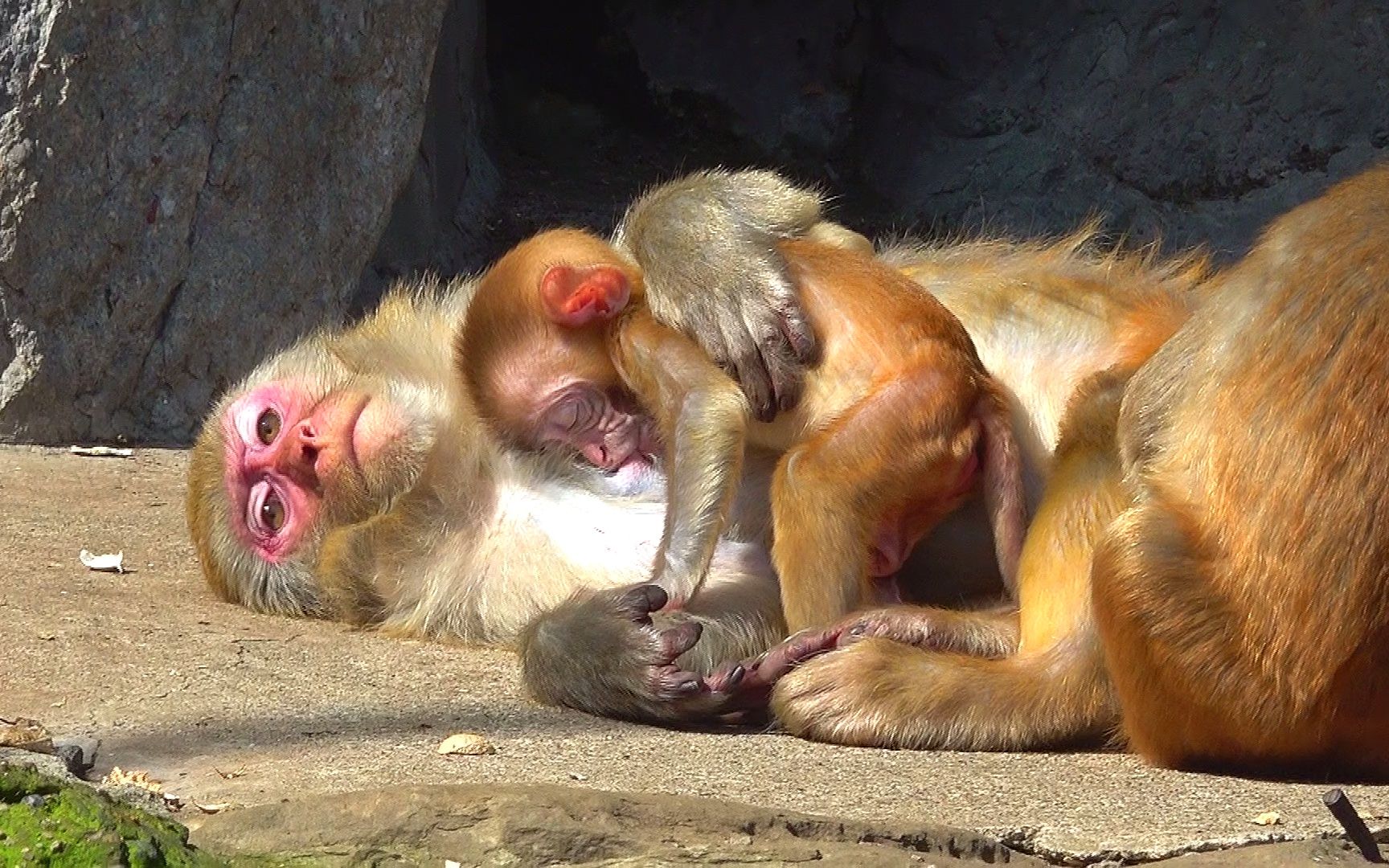 小猴子的吃奶姿势太绝了