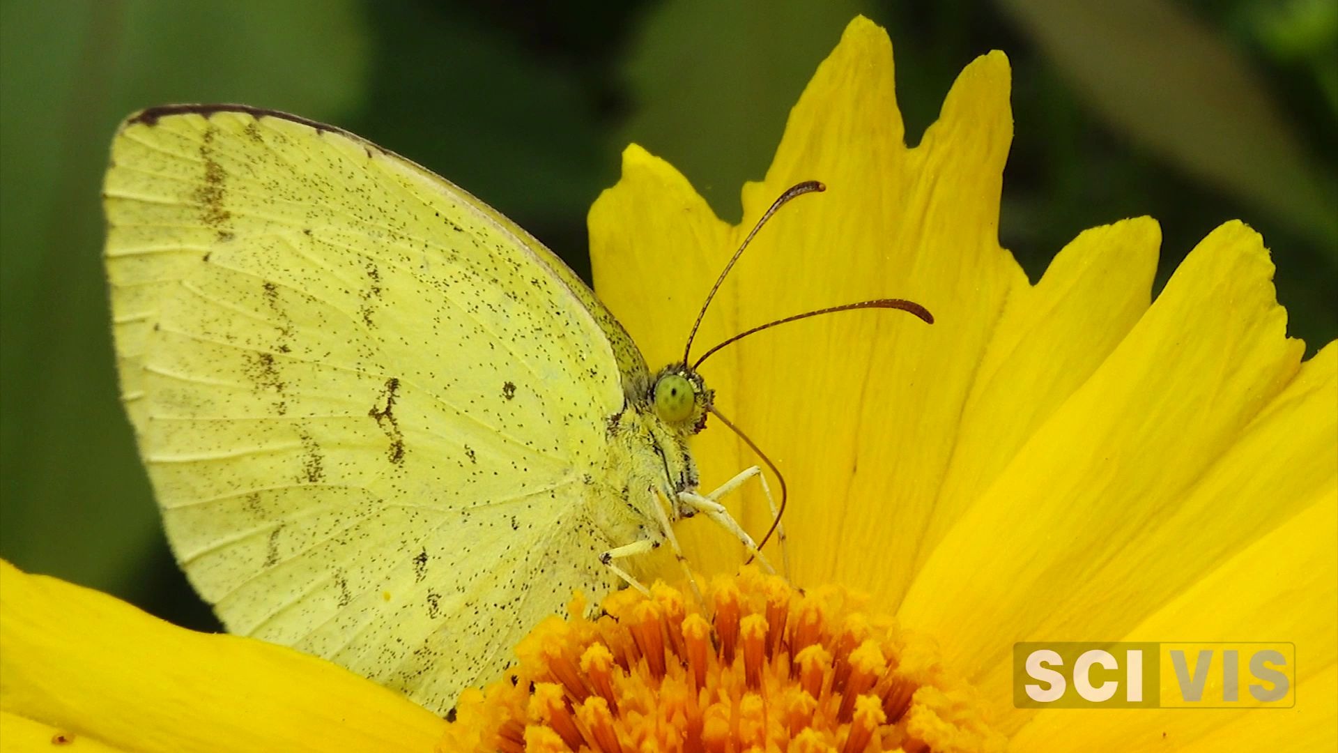 活动  【自然 微距】黄色菜粉蝶吸食金鸡菊花蜜