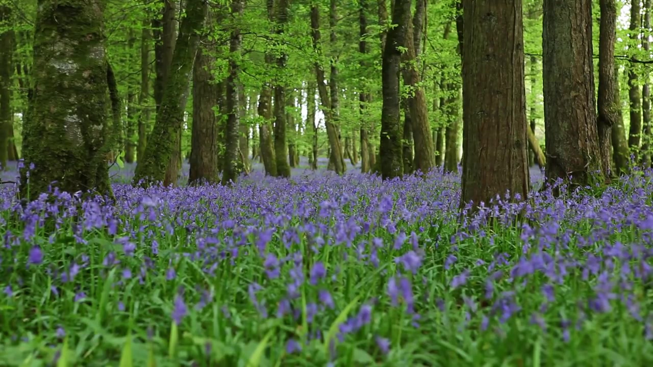 白噪音学习向放松4k实景丨英国的蓝铃花林丨大自然的声音鸟叫声