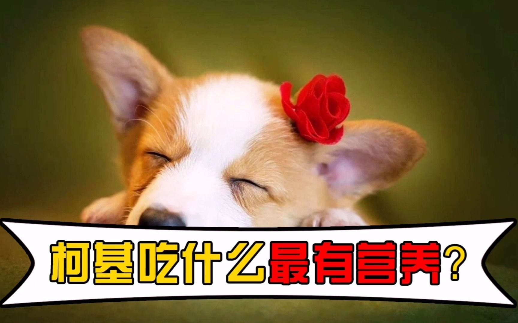 柯基吃什么最有营养?这些食物,你都投喂过吗