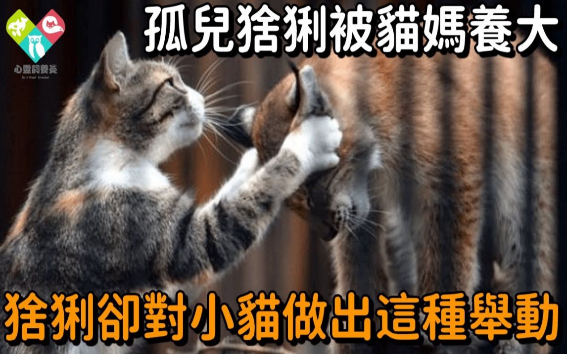 [图]孤兒猞猁被貓媽養大，後貓媽產子，猞猁對小貓咪的舉動讓人震驚！