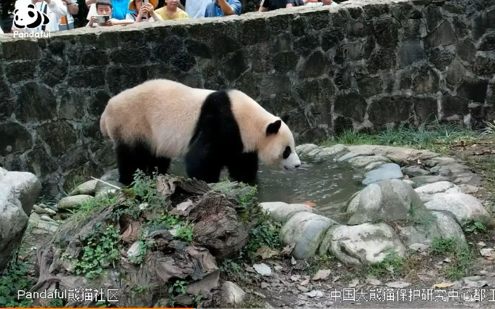 【绵阳基地:感觉又行了】今天公布的一则信息,表明熊猫中心的绵阳基地项目在稳健进行.小伙伴们第一时间告知了这个好消息.详情看评论区.哔哩哔...