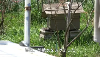 家庭菜园 福田俊の家庭菜园0425 哔哩哔哩 Bilibili