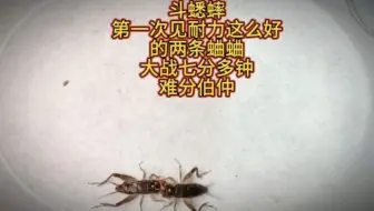 斗蟋蟀，第一次见耐力这么好的蟋蟀，大战七分多钟难分伯仲