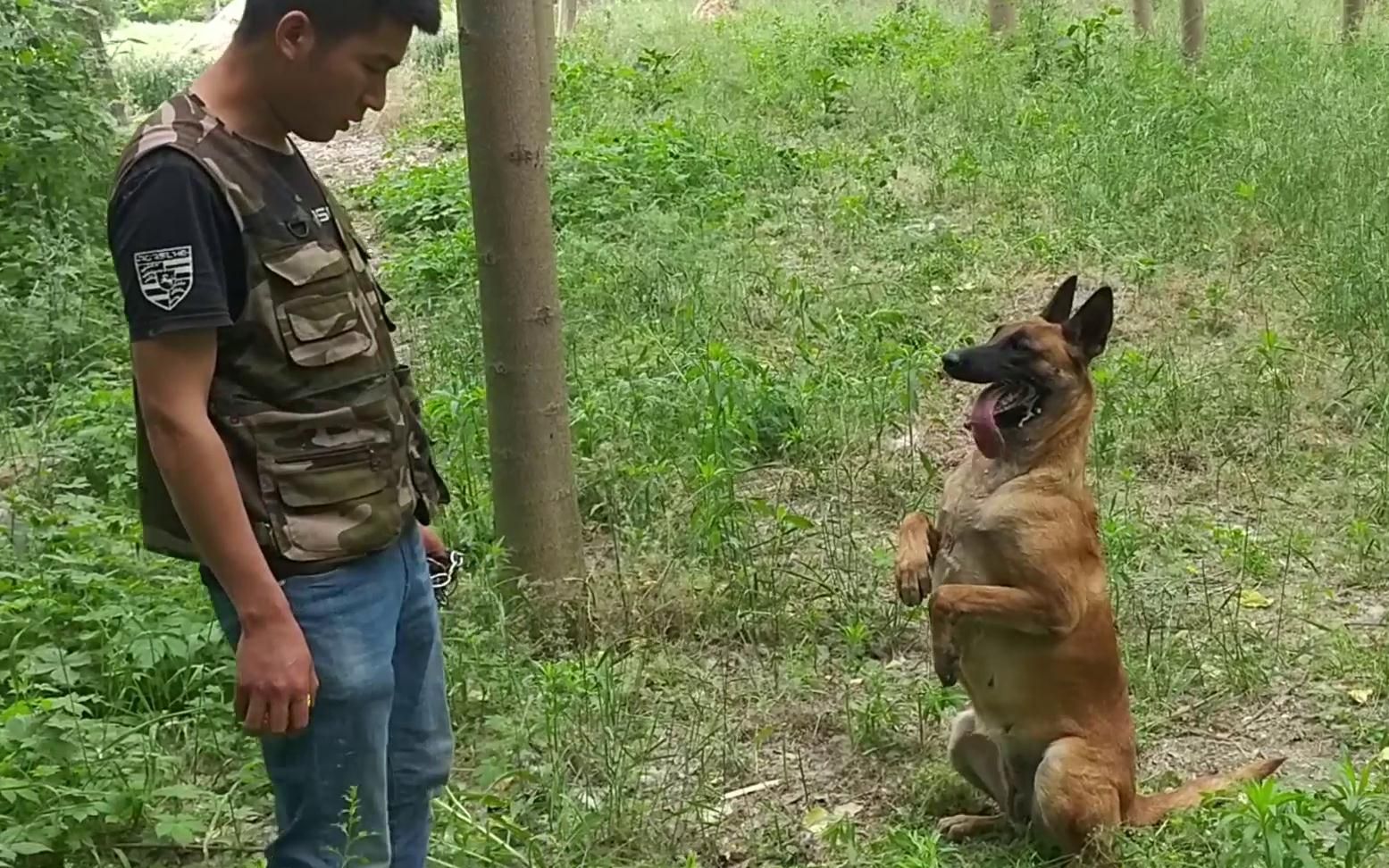 专业训马犬,有人出十万都不卖,看看到底训的有多听话