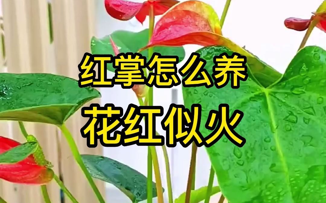 家庭盆栽红掌花怎么养?哔哩哔哩bilibili