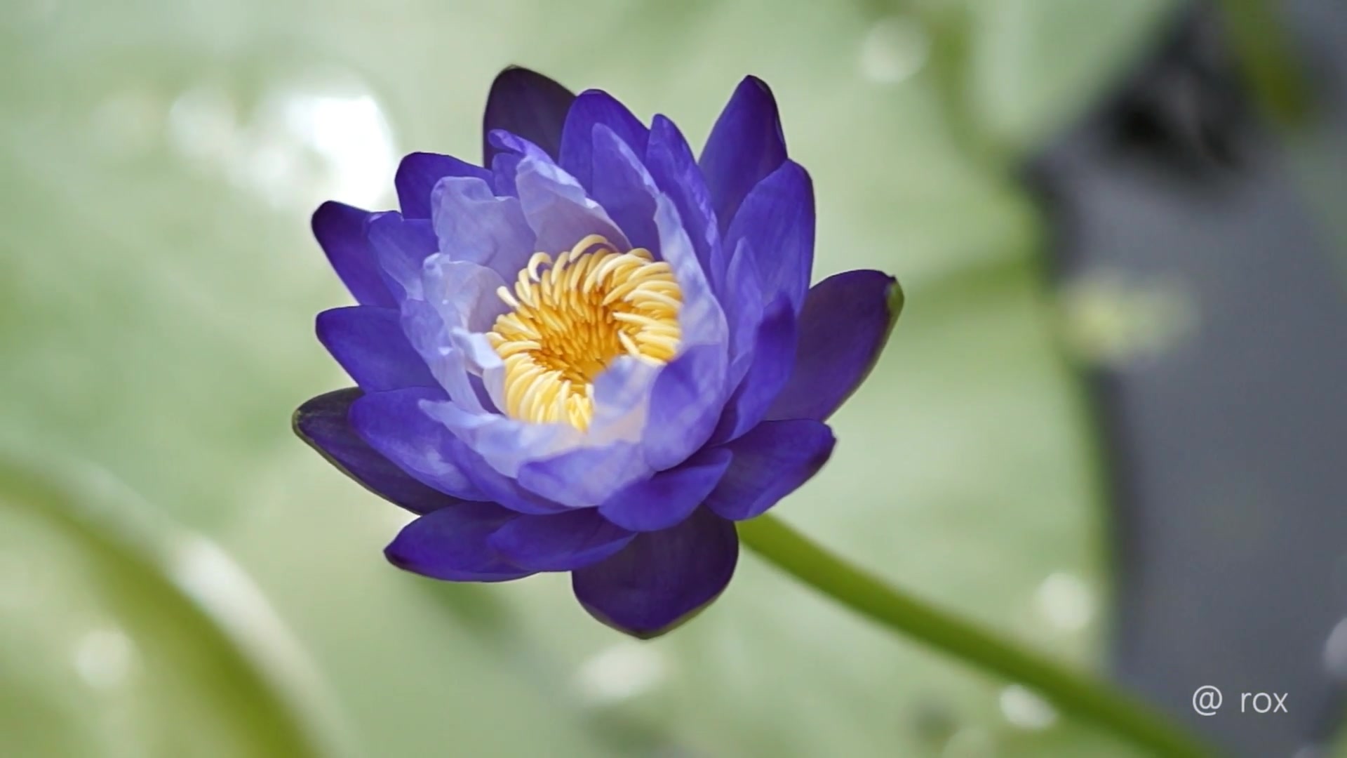 巨睡莲(蓝) nymphaea gigantea