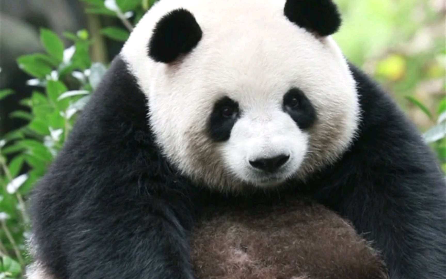 【梅兰肉肉】【大熊猫梅兰】缩成一座肉肉山的肉宝宝也太可爱了吧