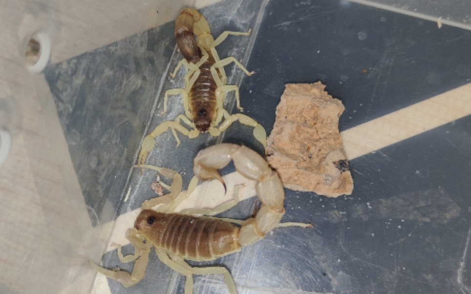 【青玉粗尾蝎】成体公开箱 繁殖预定_哔哩哔哩 (゜-゜)つロ 干杯