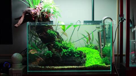 我的小阴性水草缸 哔哩哔哩 Bilibili 我的小阴性水草缸 哔哩哔哩 Bilibili