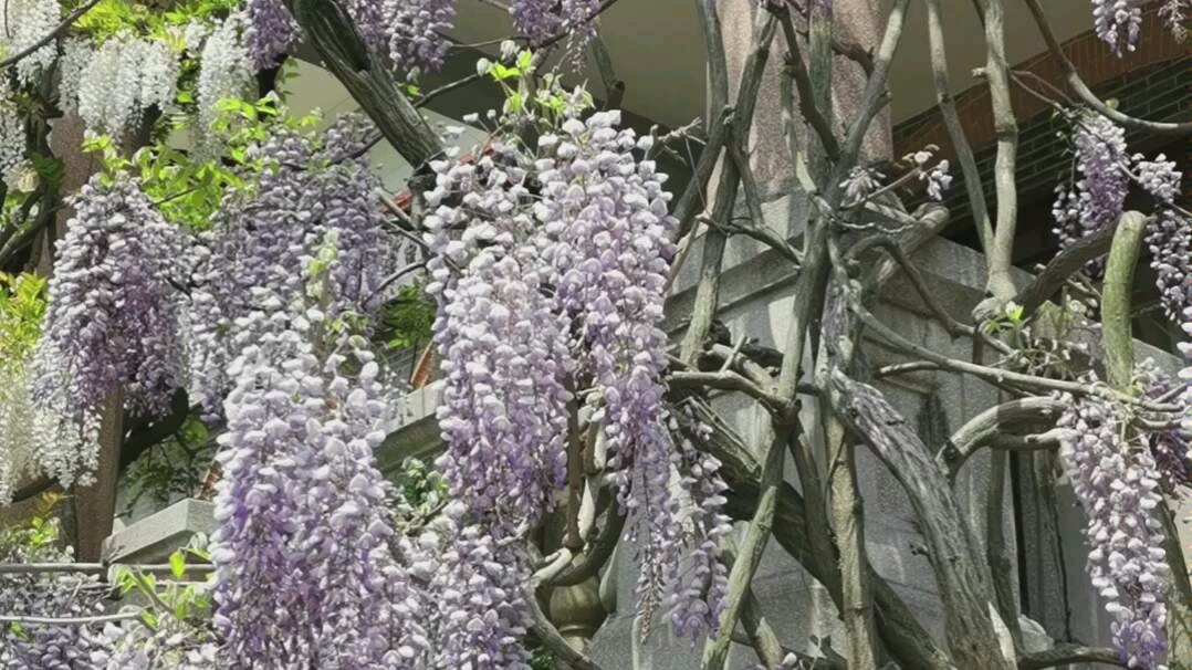 [图]紫藤花开 春色撩人