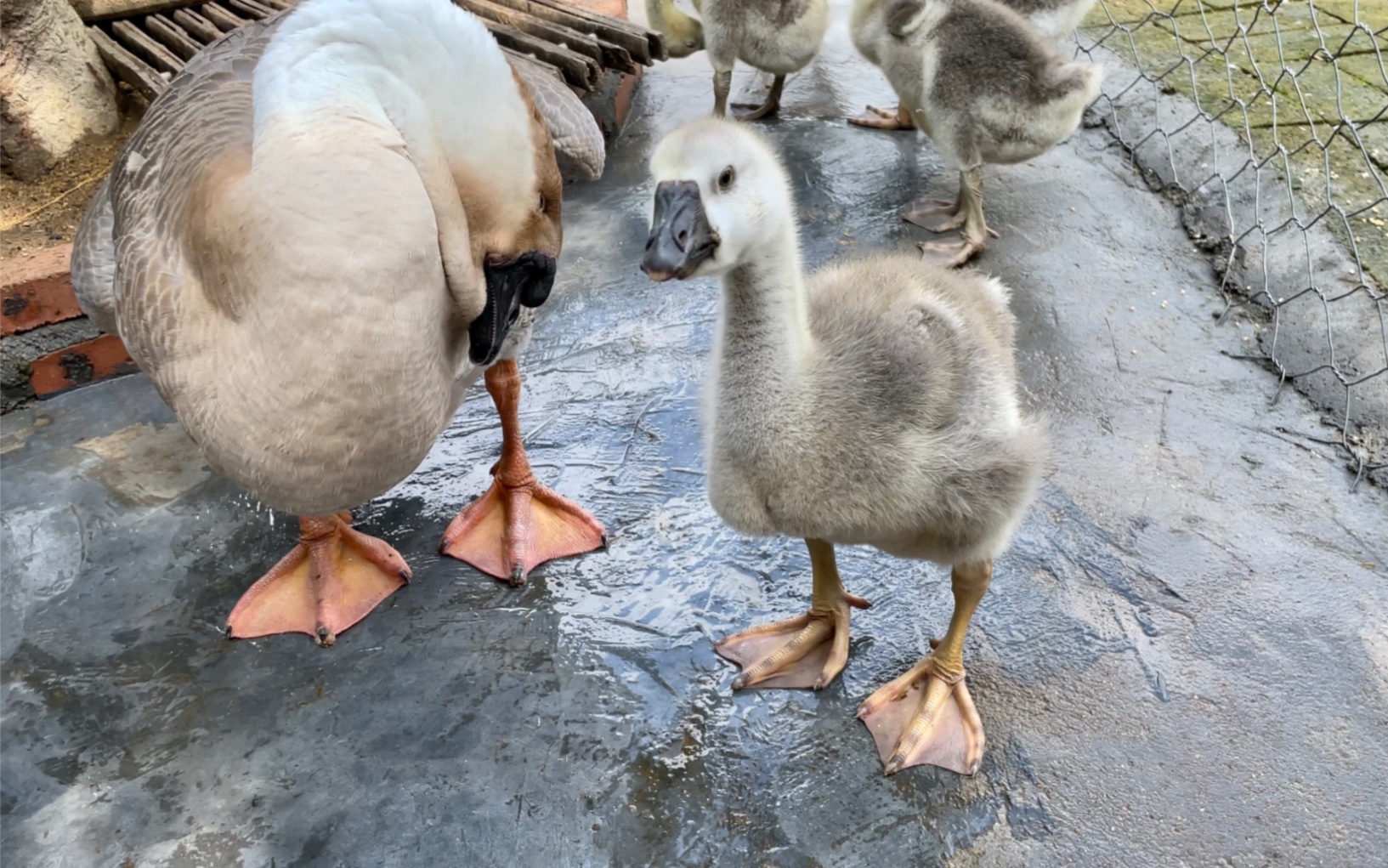 给狮头鹅宝宝称体重,一个月了还是毛绒绒的