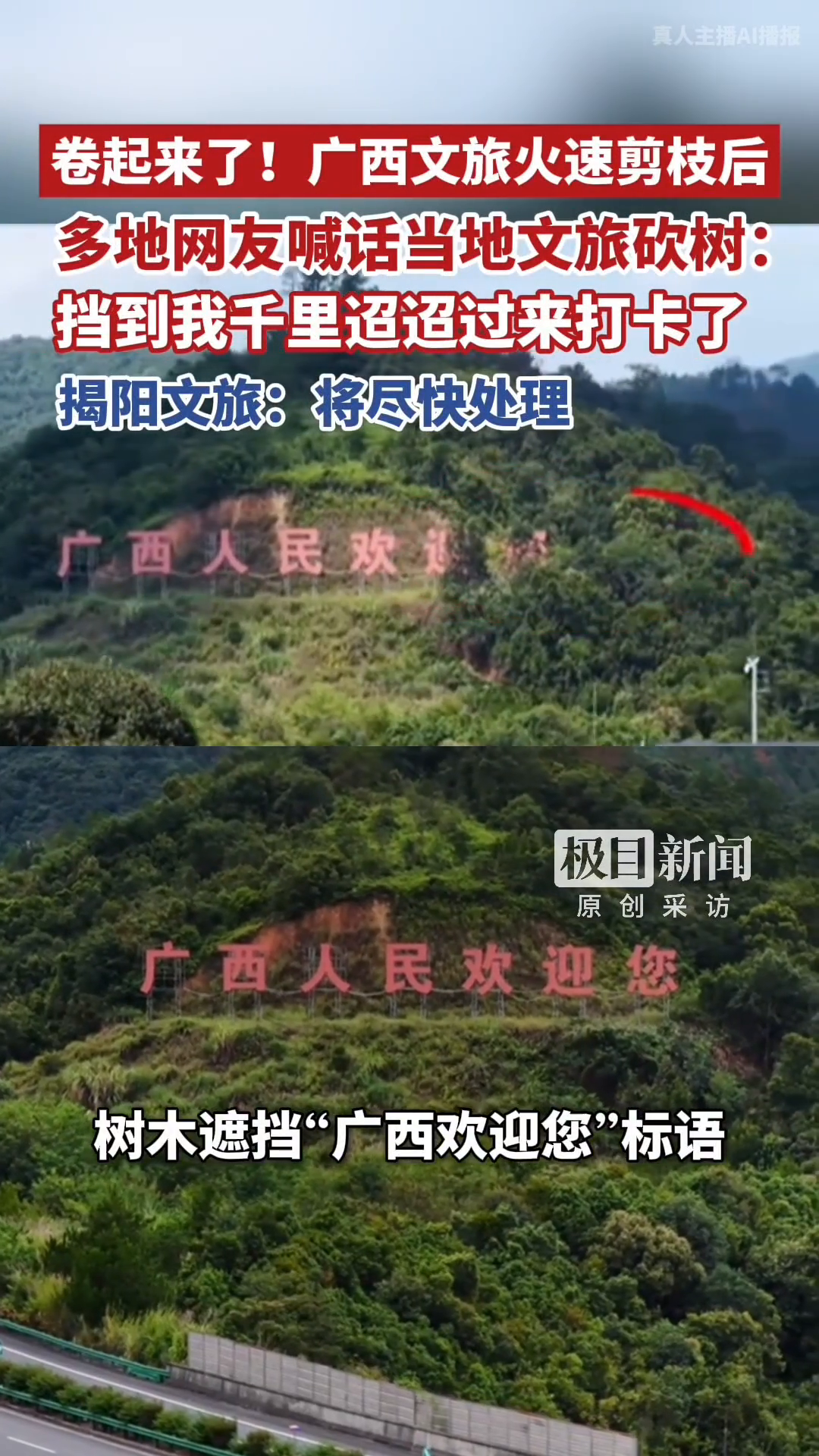 #媒体原创 卷起来了！广西文旅火速剪枝后，多地网友喊话当地文旅局砍树：挡到我千里迢迢过来打卡了，揭阳文旅：将尽快处理