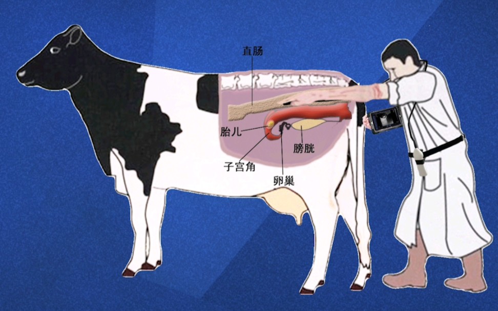 母牛验胎教程图片