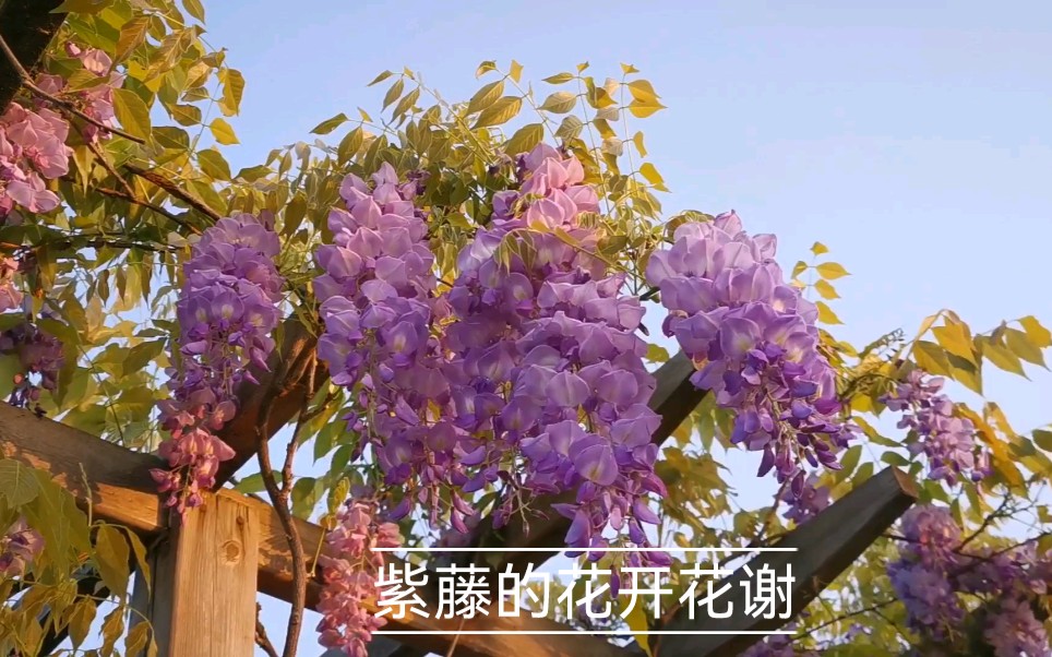 [图]楼顶花园之紫藤的花开花谢