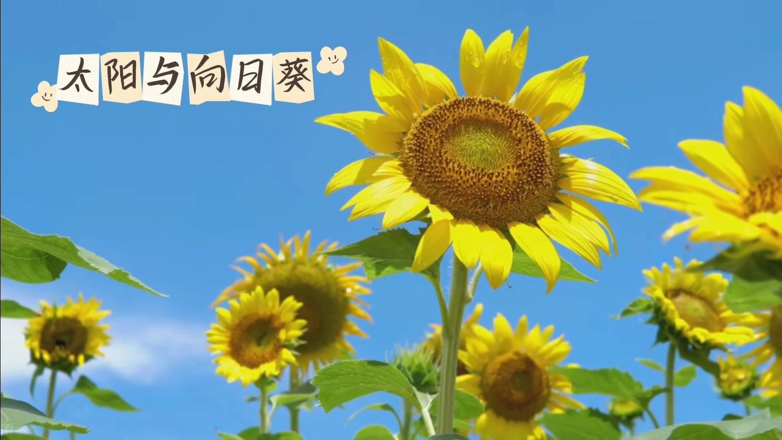 太阳与向日葵伴奏