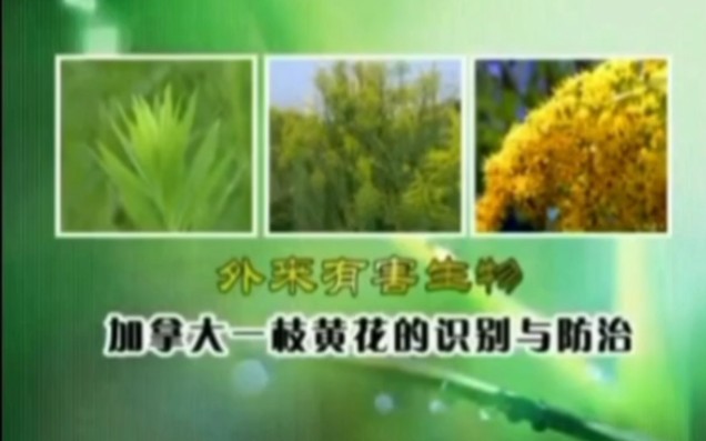 外来有害生物 加拿大一枝黄花的识别和防治哔哩哔哩bilibili