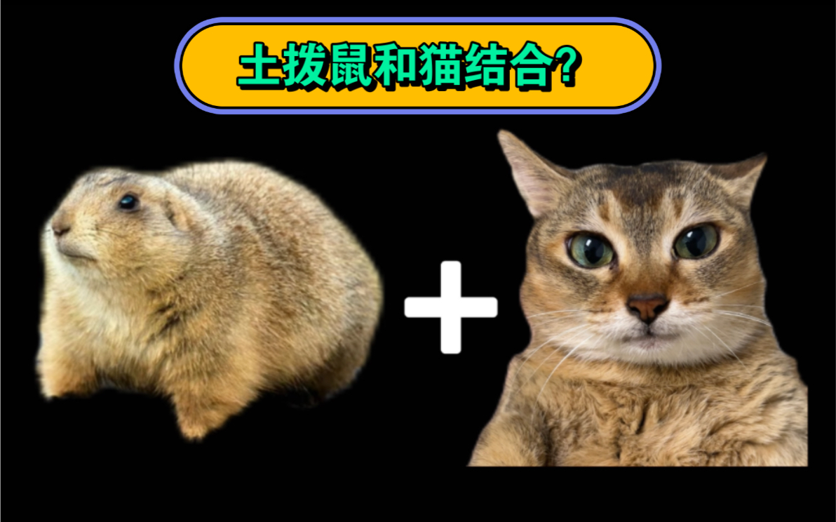 还有人不知道眉姐是"土拨猫"?
