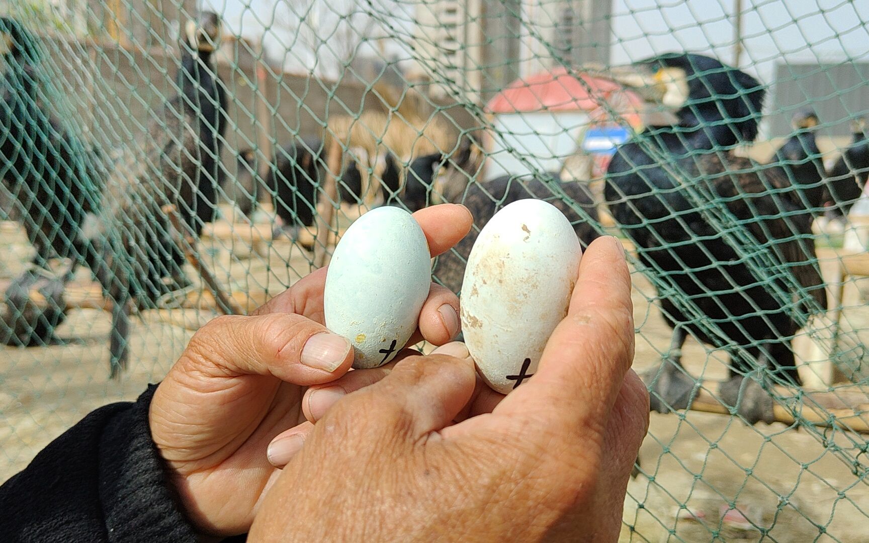 1枚蛋要100元,农村大叔用母鸡孵化鸬鹚蛋,鸬鹚长大后价值1000元哔哩哔哩bilibili