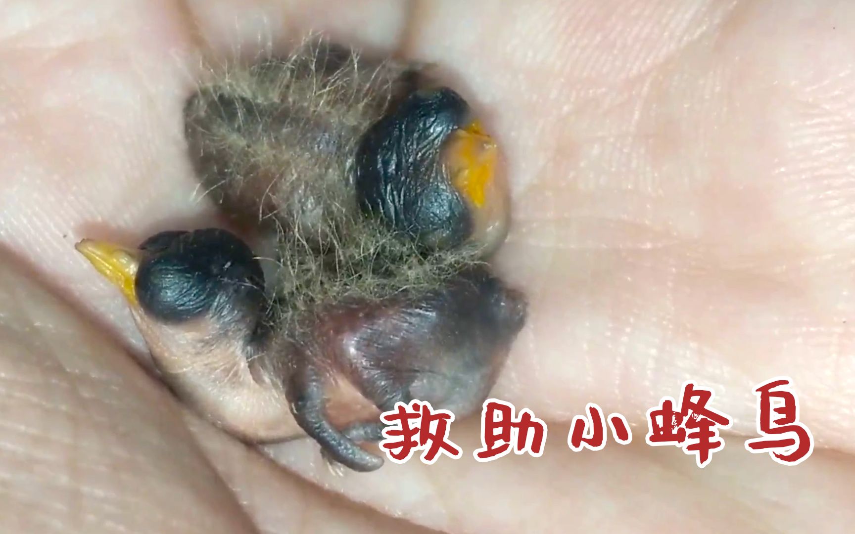 救助差点冻死的蜂鸟宝宝,希望没有过度干预_哔哩哔哩 (゜-゜)つロ