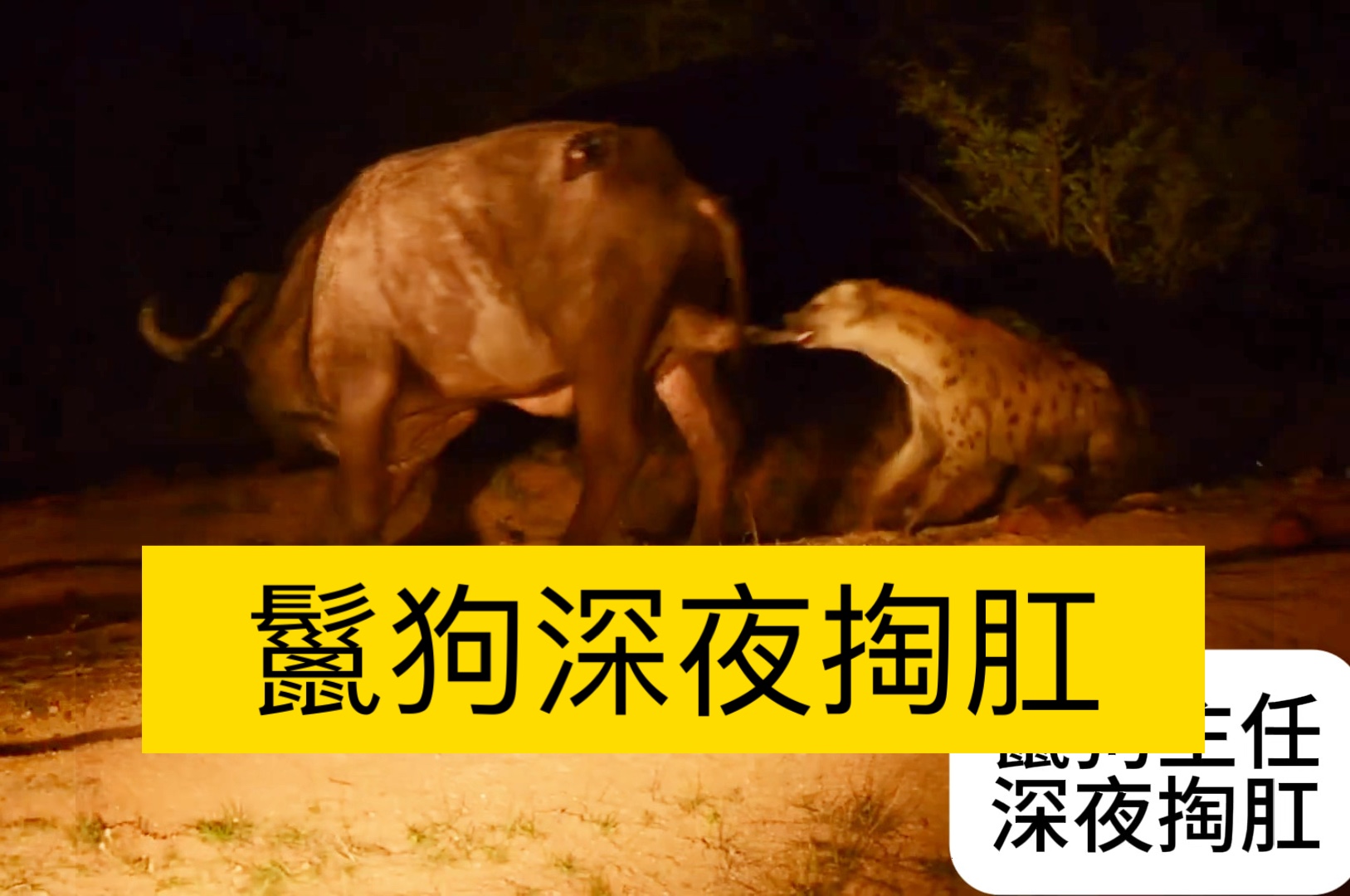 鬣狗主任深夜掏肛大水牛