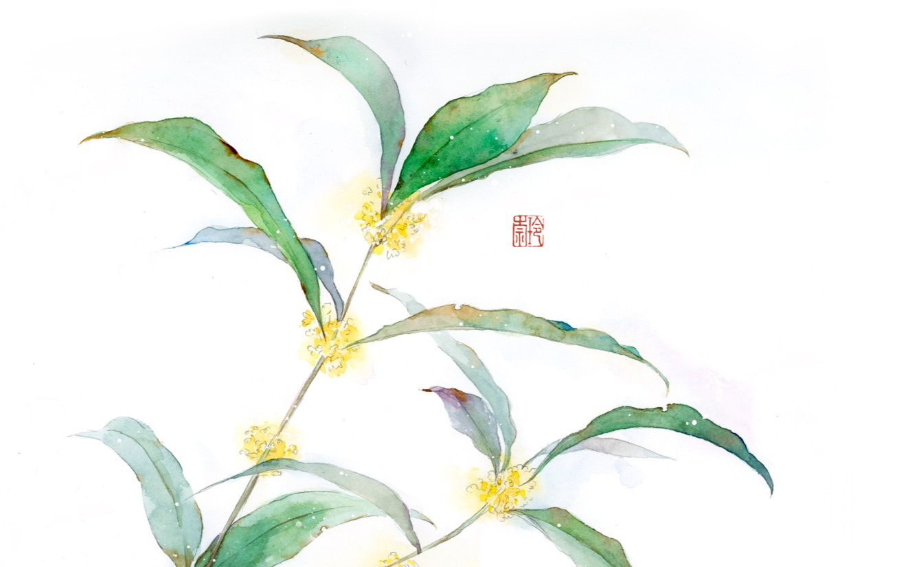 lyna玲奈的水彩日记〕第六十四期——新手简单上色手绘桂花带线稿