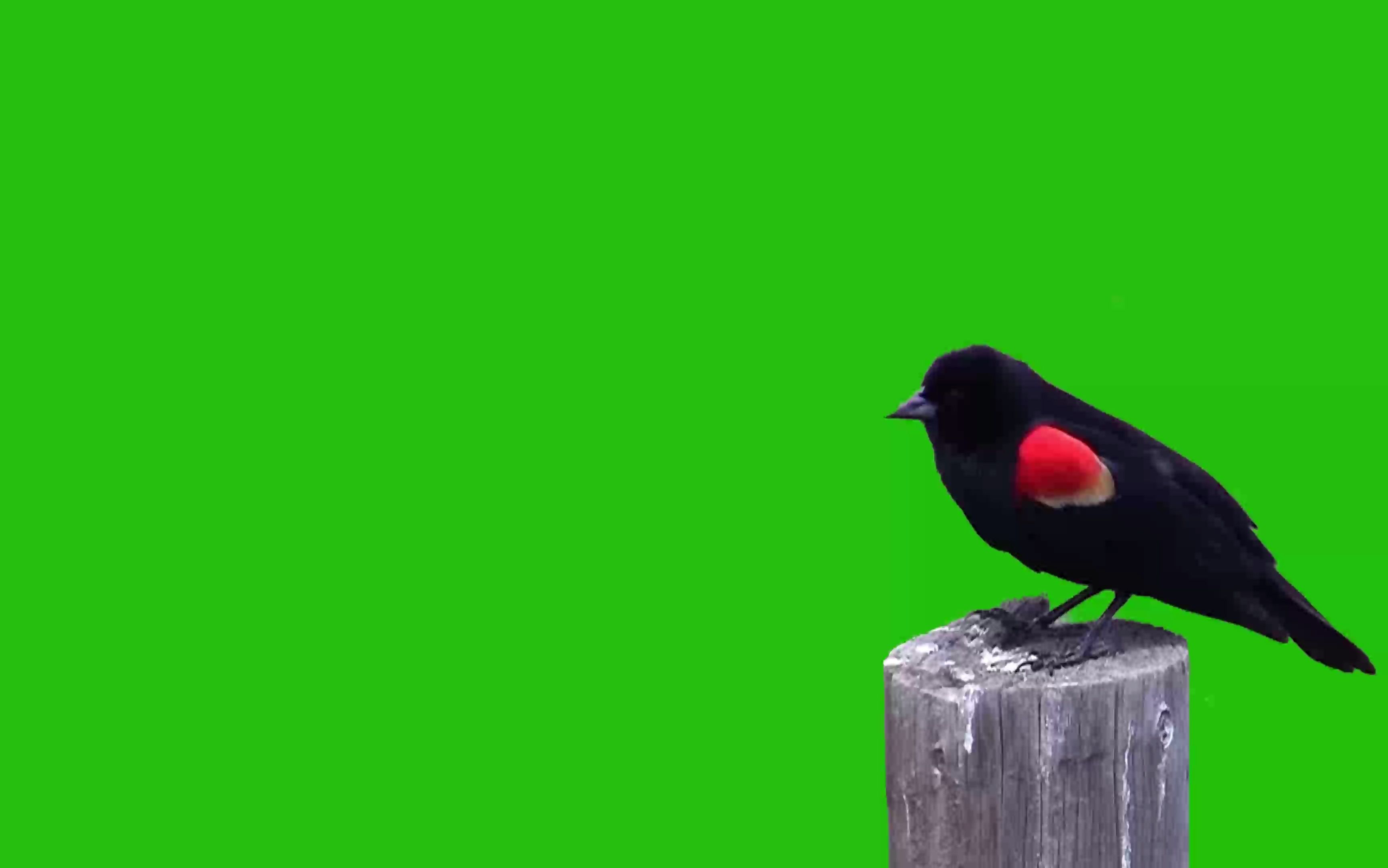 绿幕视频素材小鸟