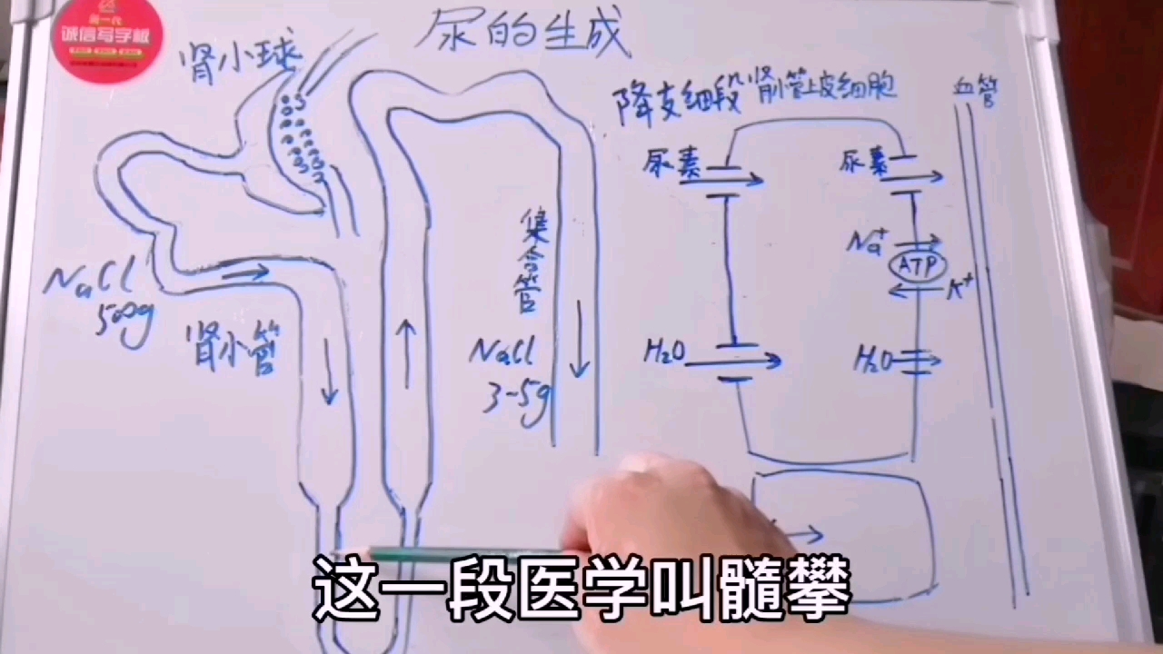 生理,肾小管髓攀如何重吸收氯化钠和水的?哔哩哔哩bilibili