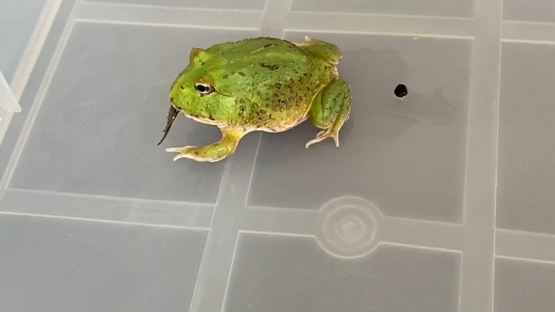 角蛙 抹茶吃山珍