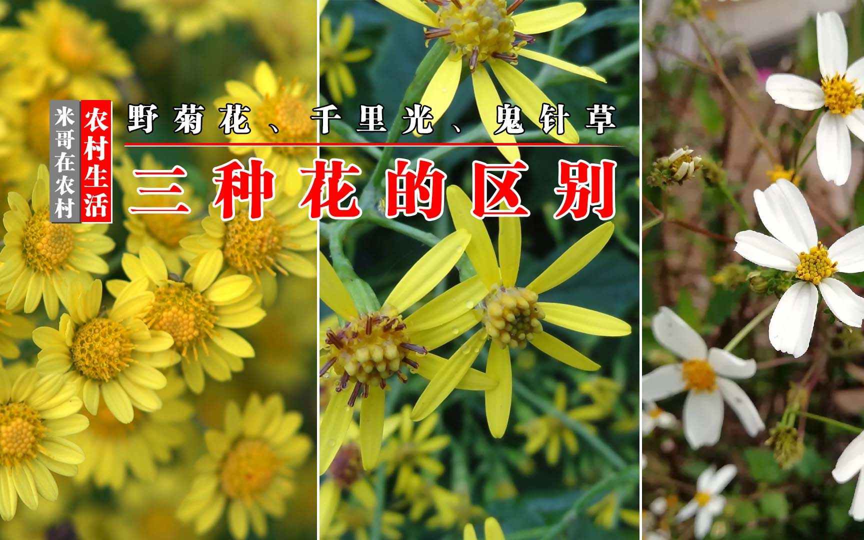 [图]野菊花、千里光和鬼针草三种花的区别，记住这些特点，很好分辨