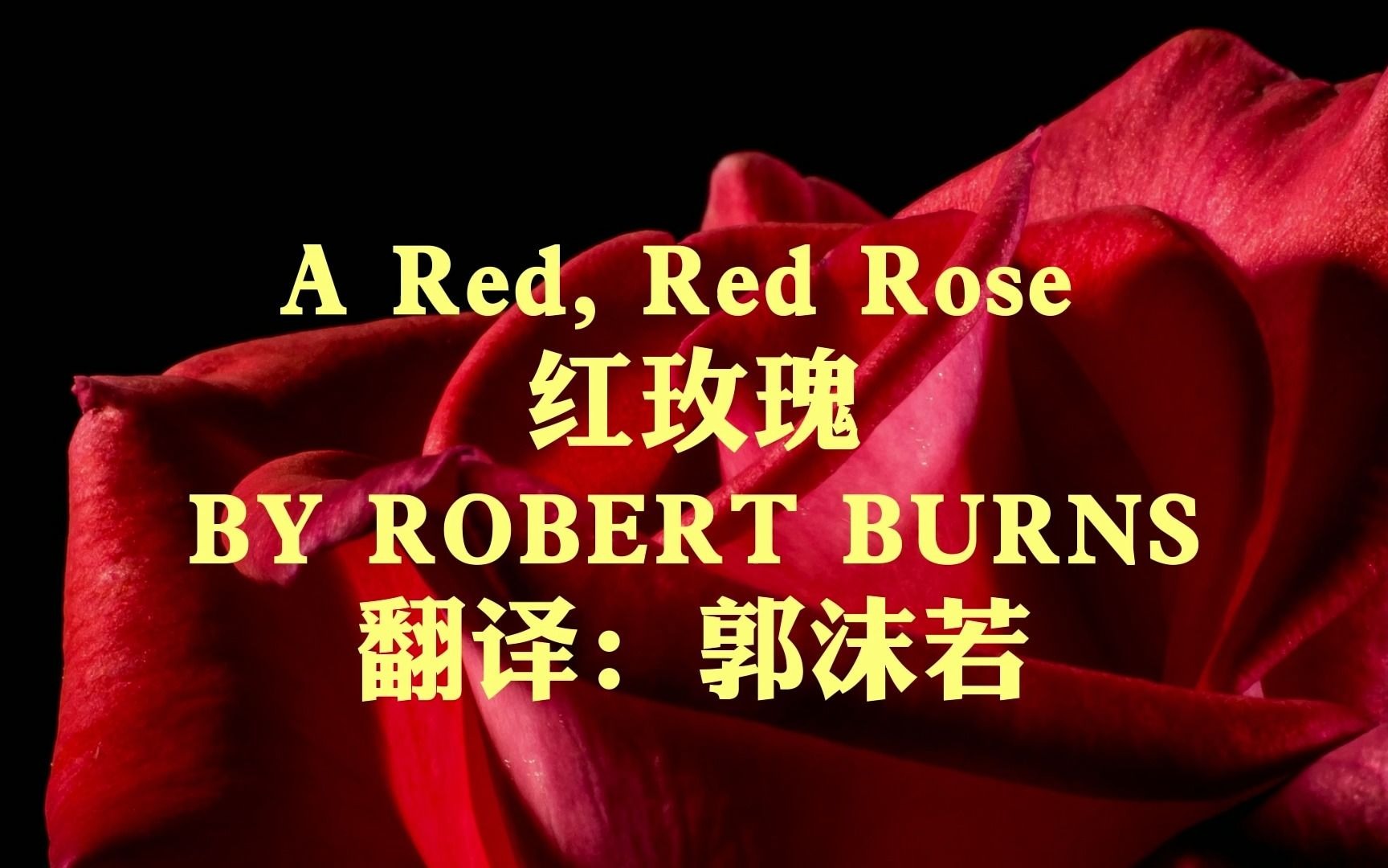 "A Red Red Rose红玫瑰”,深受名家喜爱并翻译的英国浪漫主义诗歌哔哩哔哩bilibili