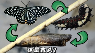 玉带凤蝶破蛹全过程 哔哩哔哩 つロ干杯 Bilibili