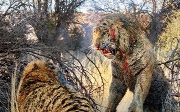 南非老虎谷虎男孩大战孙德尔班