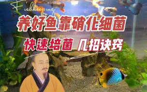 下载视频: 养好鱼靠硝化细菌，快速培养硝化细菌的诀窍：养鱼笔记第3季25集