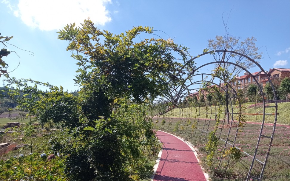 秋末的马龙樱花谷