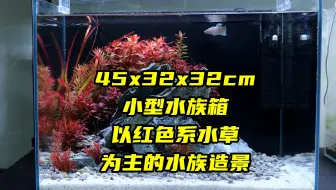 新手必看讓紅色水草轉紅的五大關鍵高難度水草破解大公開 哔哩哔哩 Bilibili 新手必看讓紅色水草轉紅的五大關鍵高難度水草破解大公開 哔哩哔哩 Bilibili