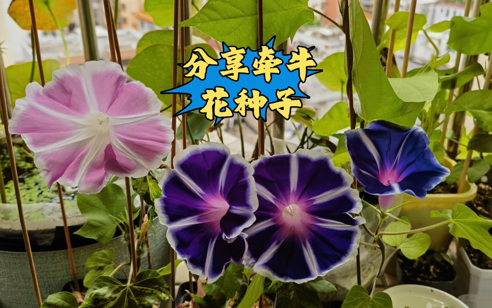 分享牵牛花种子哔哩哔哩bilibili