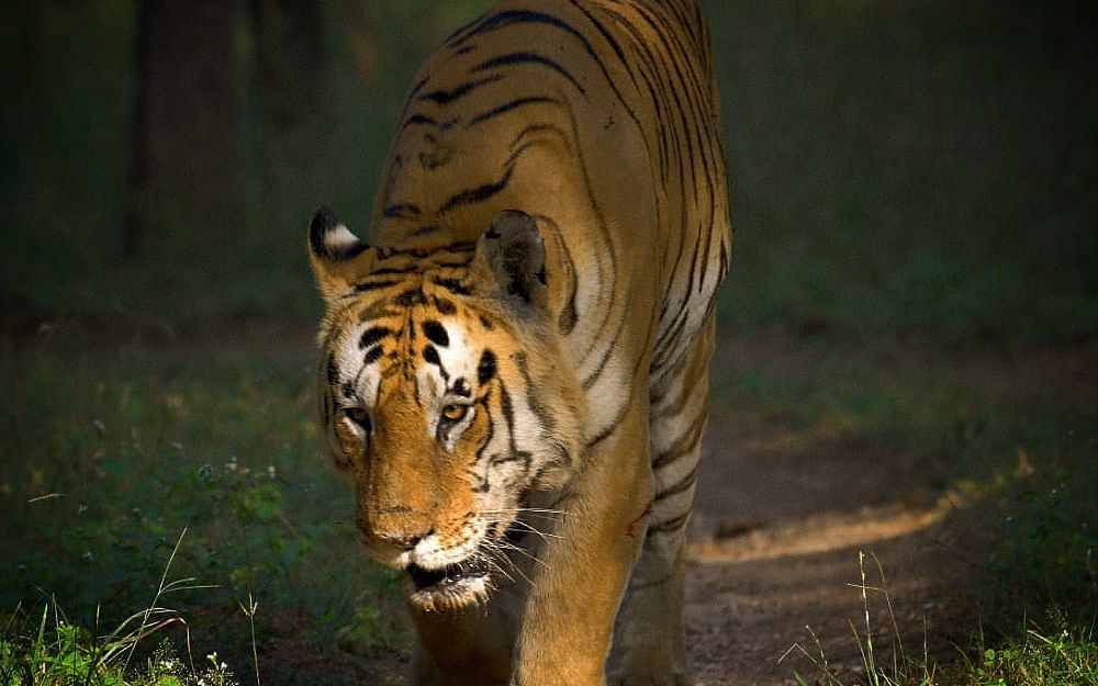 中印度第一巨虎泰山虎朋齐最大最强的虎王今年的目击