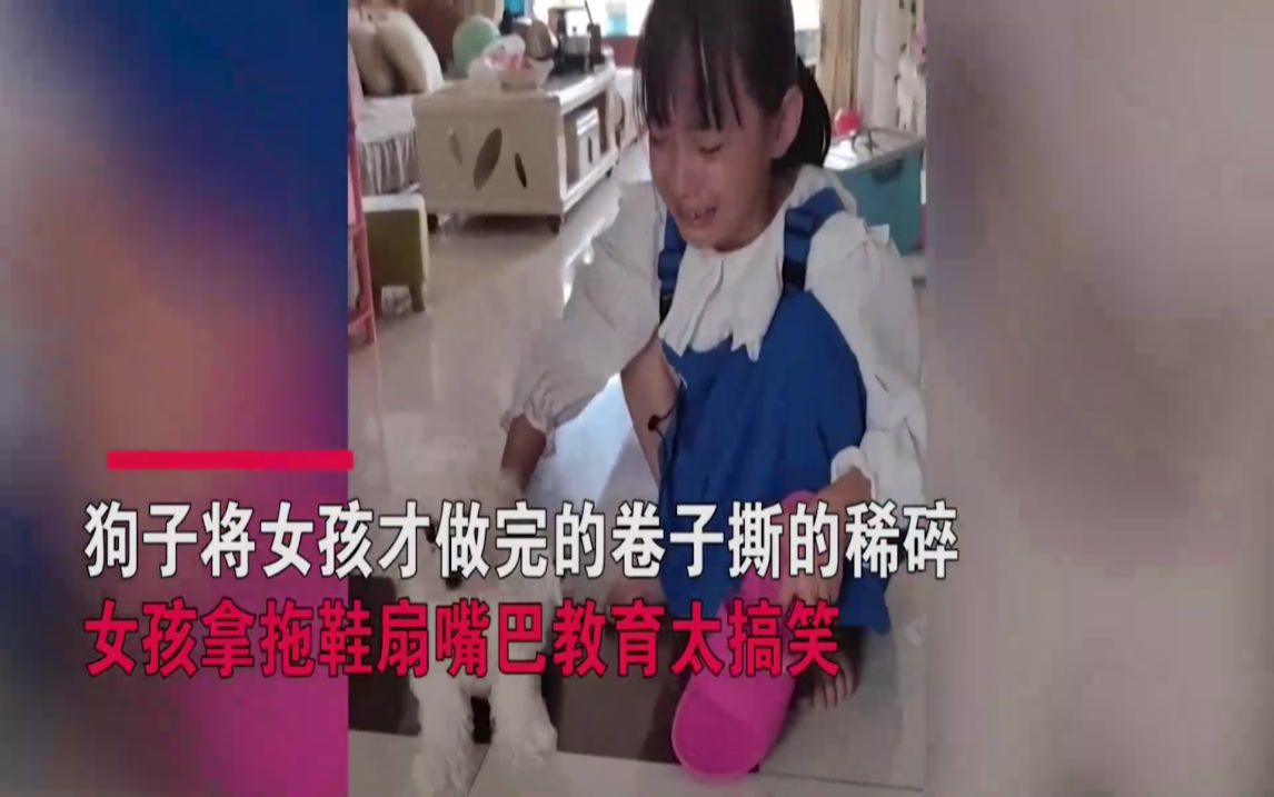 狗狗把试卷撕咬稀碎!女孩边哭边拿拖鞋扇狗狗嘴,狗子表情太好笑