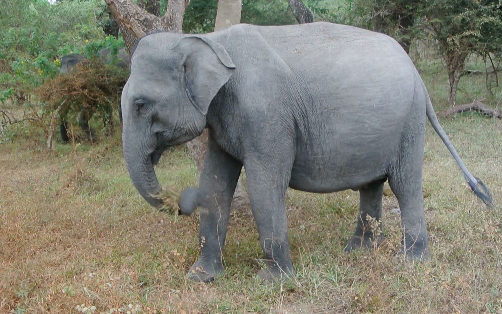 一头野生亚洲象正在优雅地用餐(吃草)