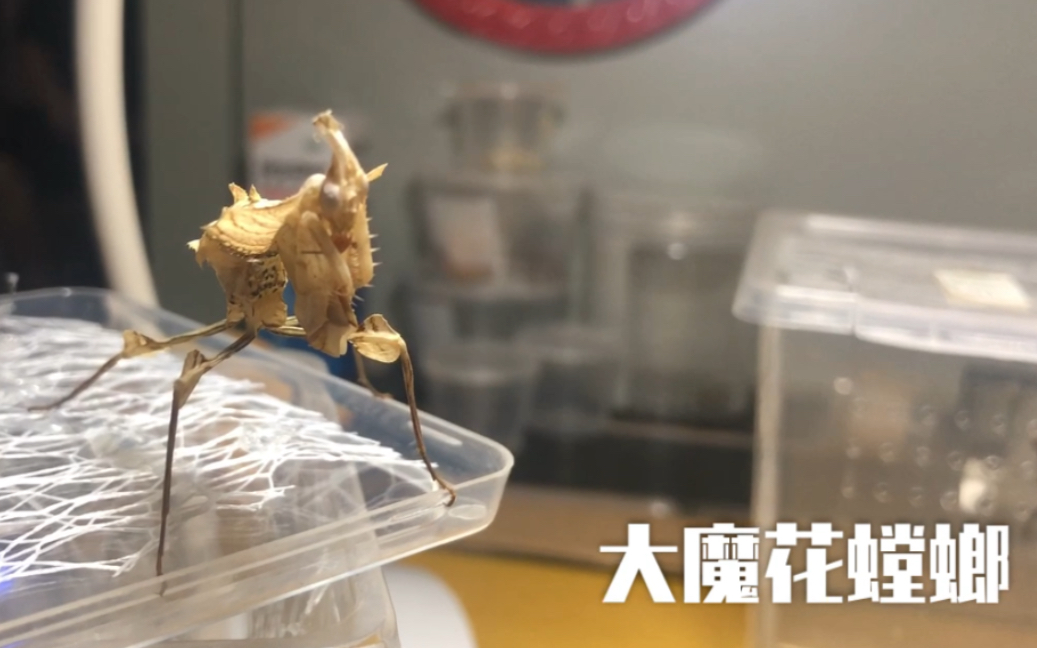 大魔花螳螂